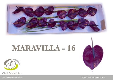 Anth A Maravilla