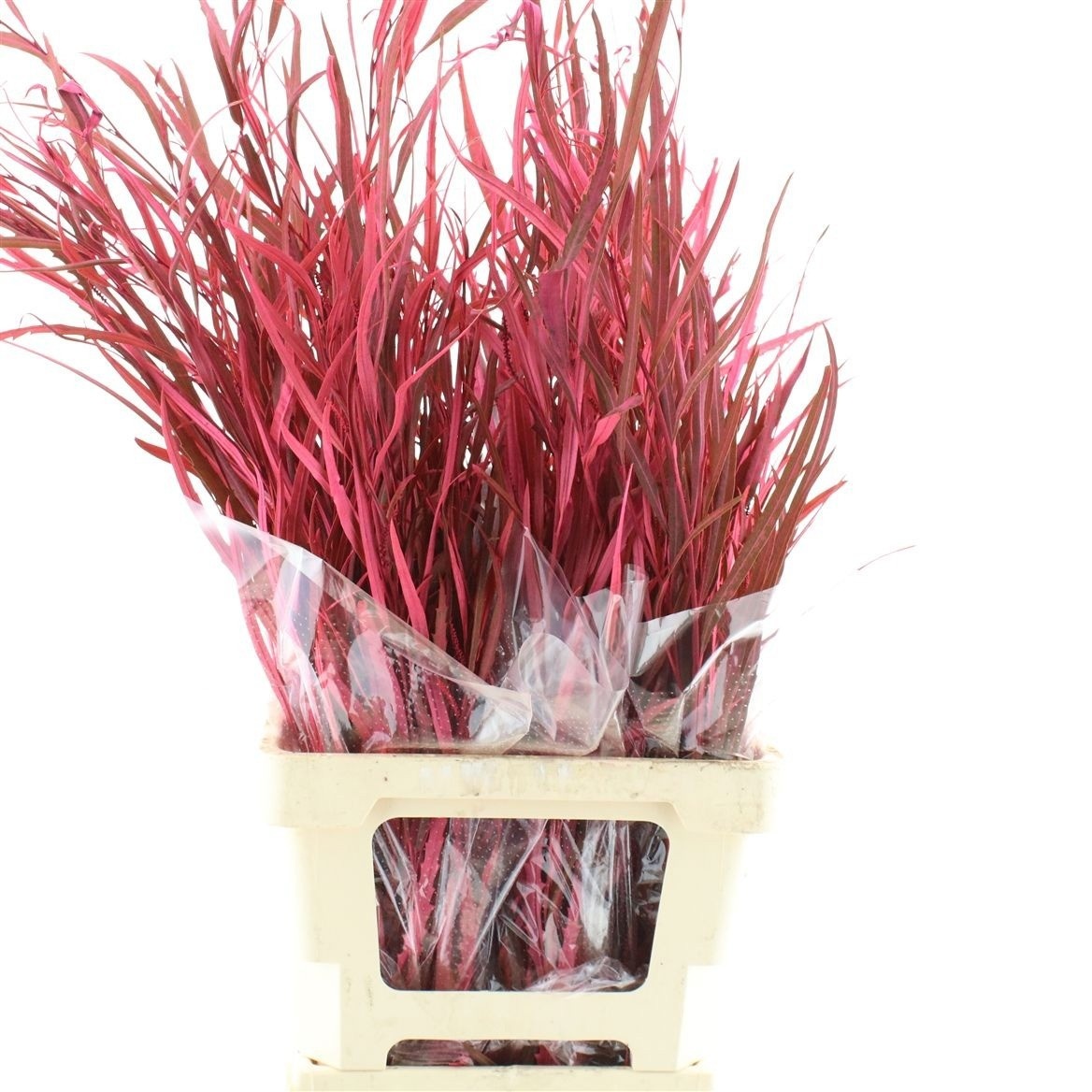 Decoration Greens Painted 70cm 200gram