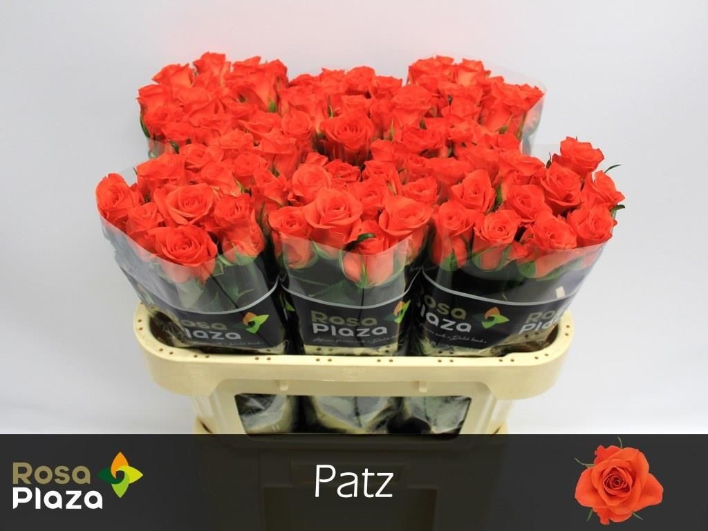 R Gr Patz 70L.cm 23bloei