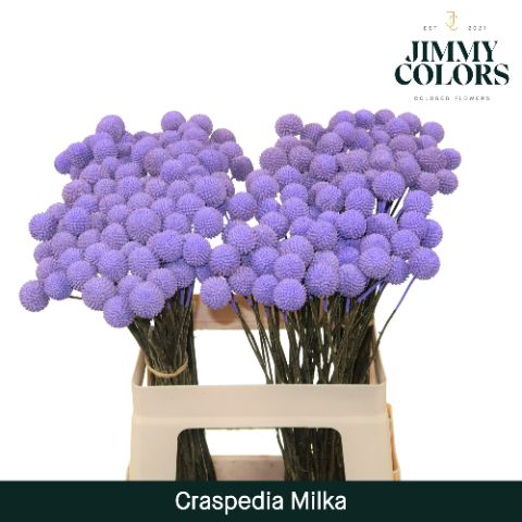 Craspedia L60 Milka