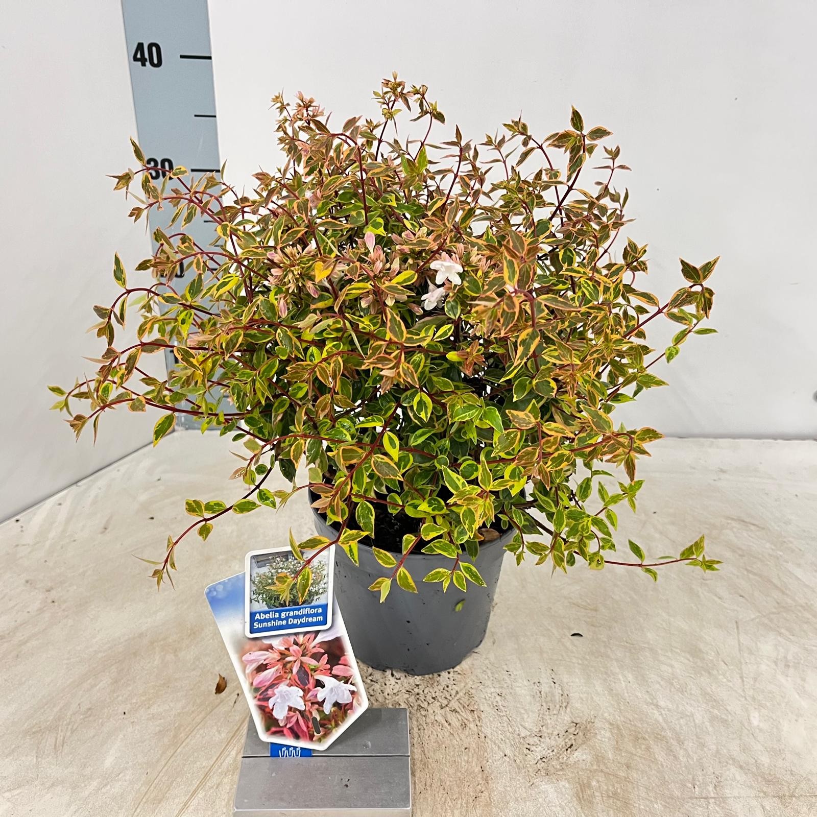 Picture of Abelia grandiflora Sunshine Daydream ('Abelops'PBR) P17 30CM