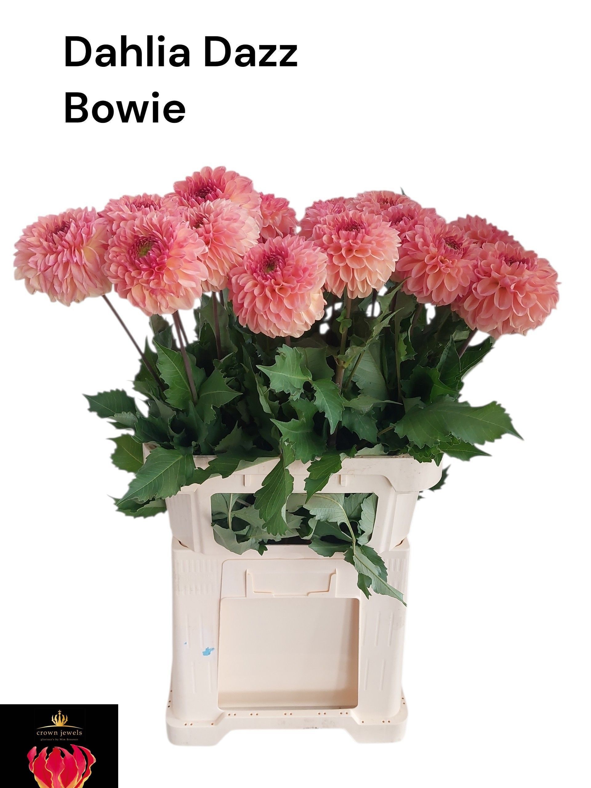 Dahl Dazz Bowie 80cm
