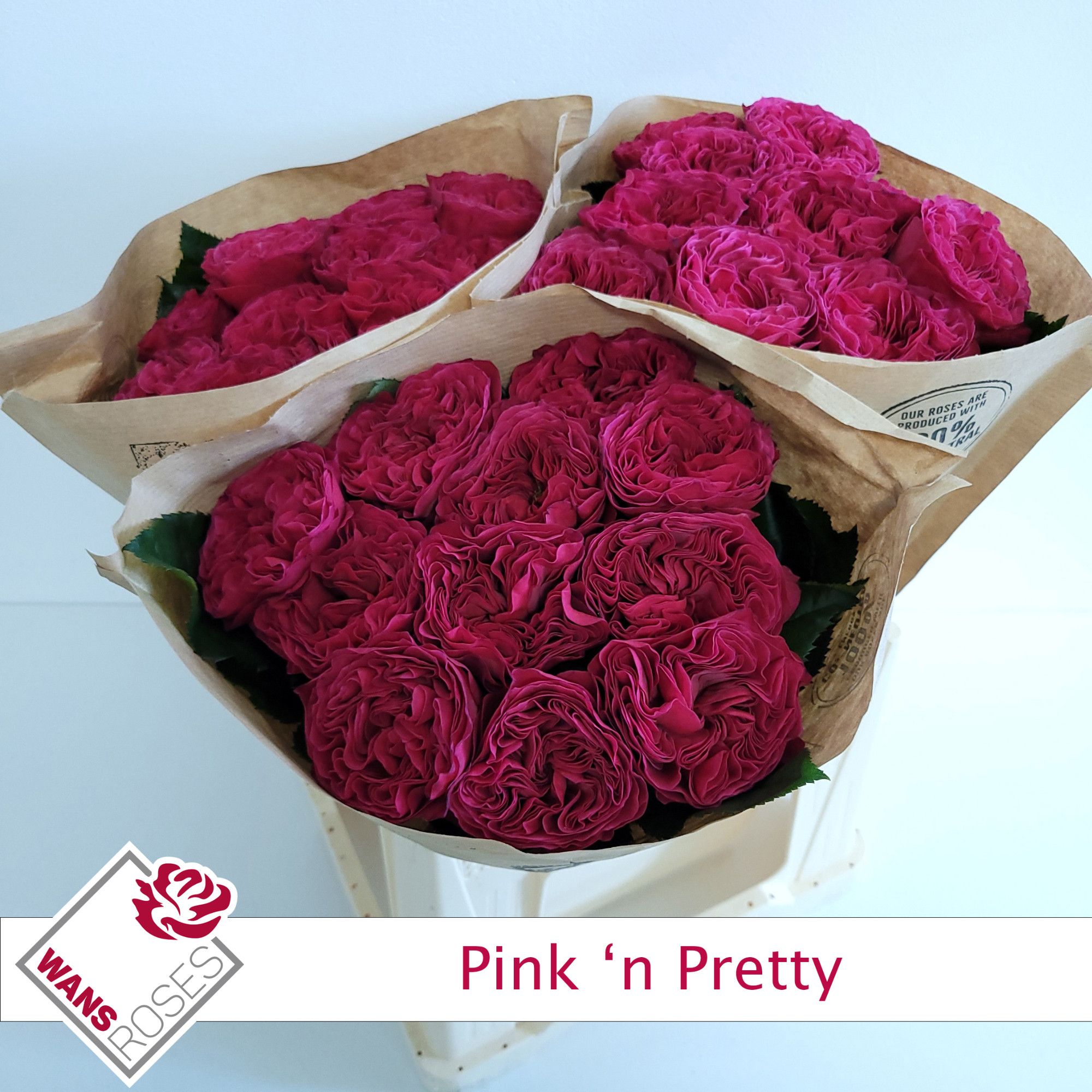 Rosa Garden Pink N Pretty 40cm