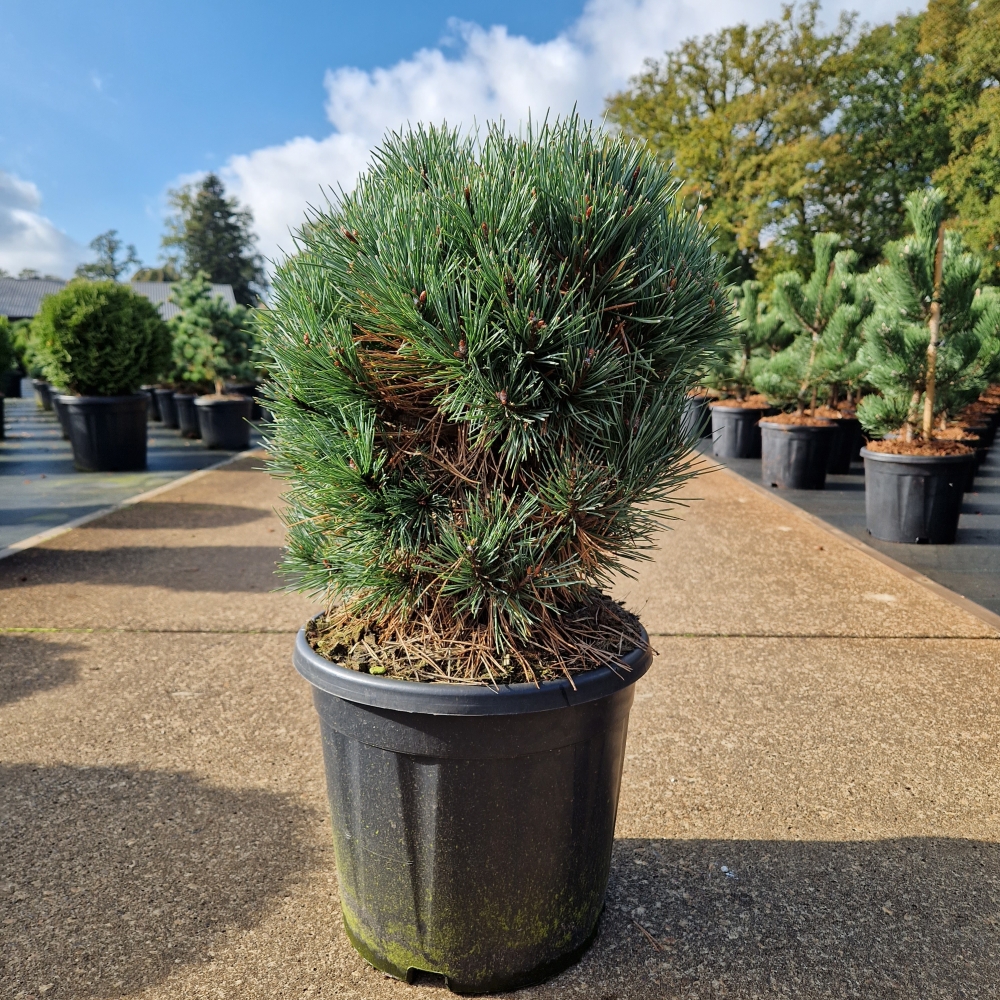 Picture of Pinus sylvestris Watereri C15 35/40 (LOOSE)