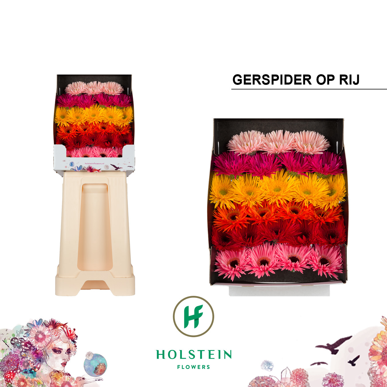 Ge Ms Gersp Gem Rij