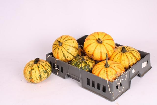 Cucurbita