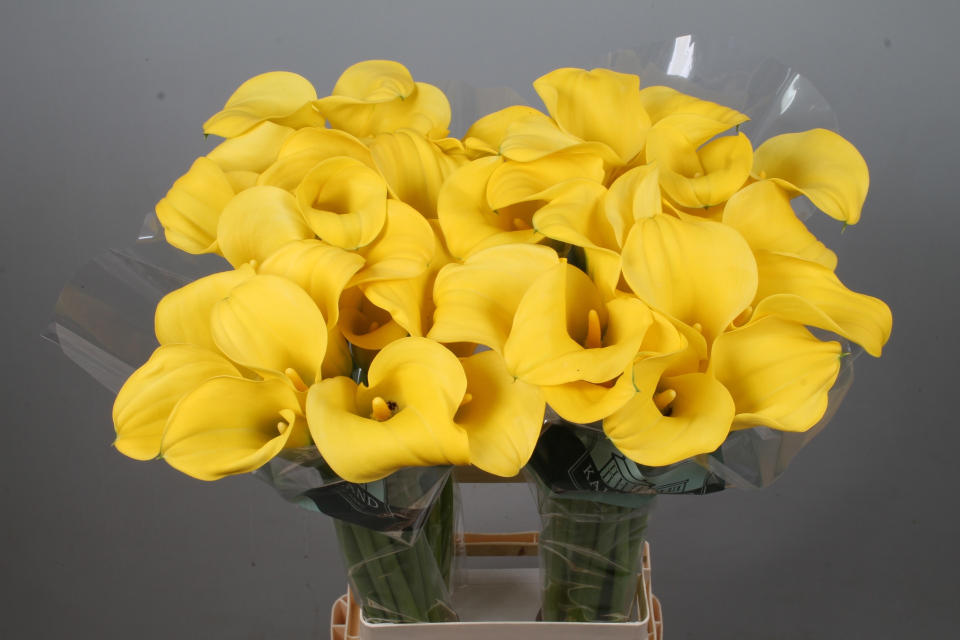 Calla Goldcup 80cm