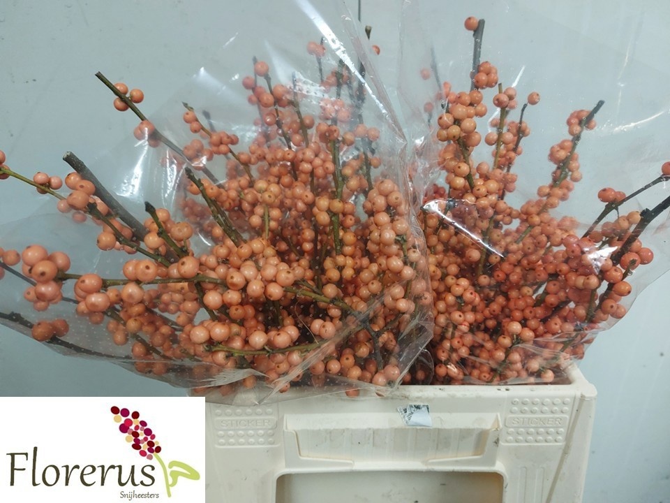Ilex Winter Gold 40cm