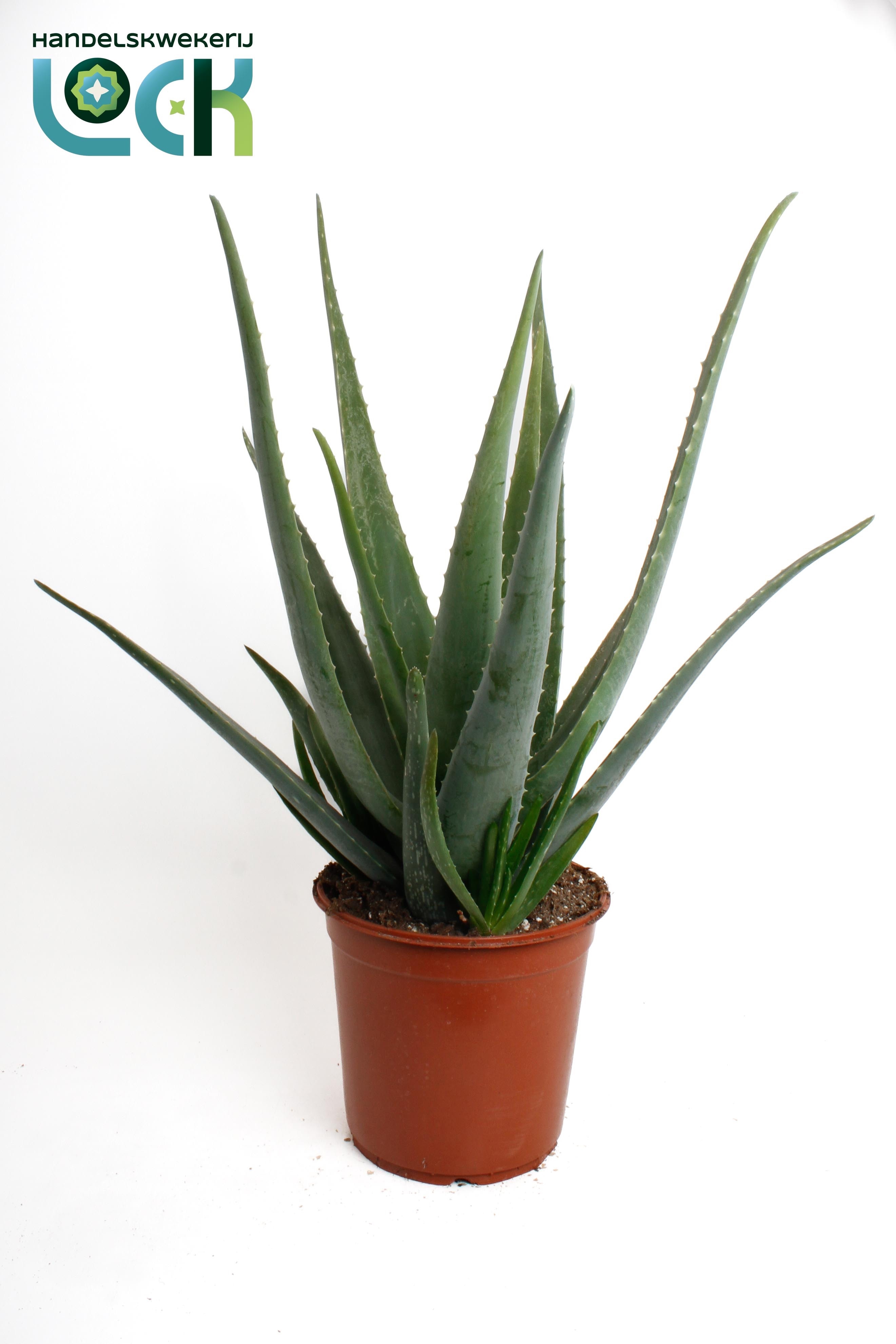 Aloe Variagata 24Ø 70cm