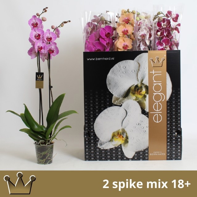 Phal Gem 8 Kl 12P 75H 2TAK 18bloem 23bloei