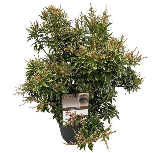 Pieris jap. 'Variegata' sense p23 Asra