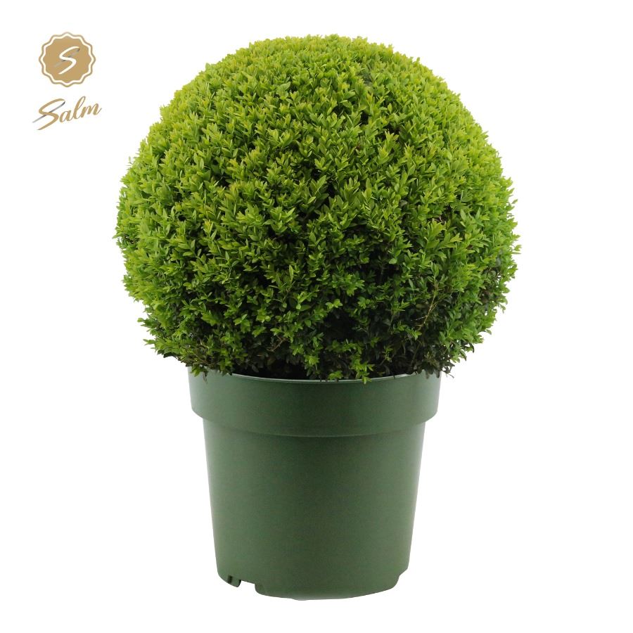 Picture of Buxus semp. Ball Ø50cm P33