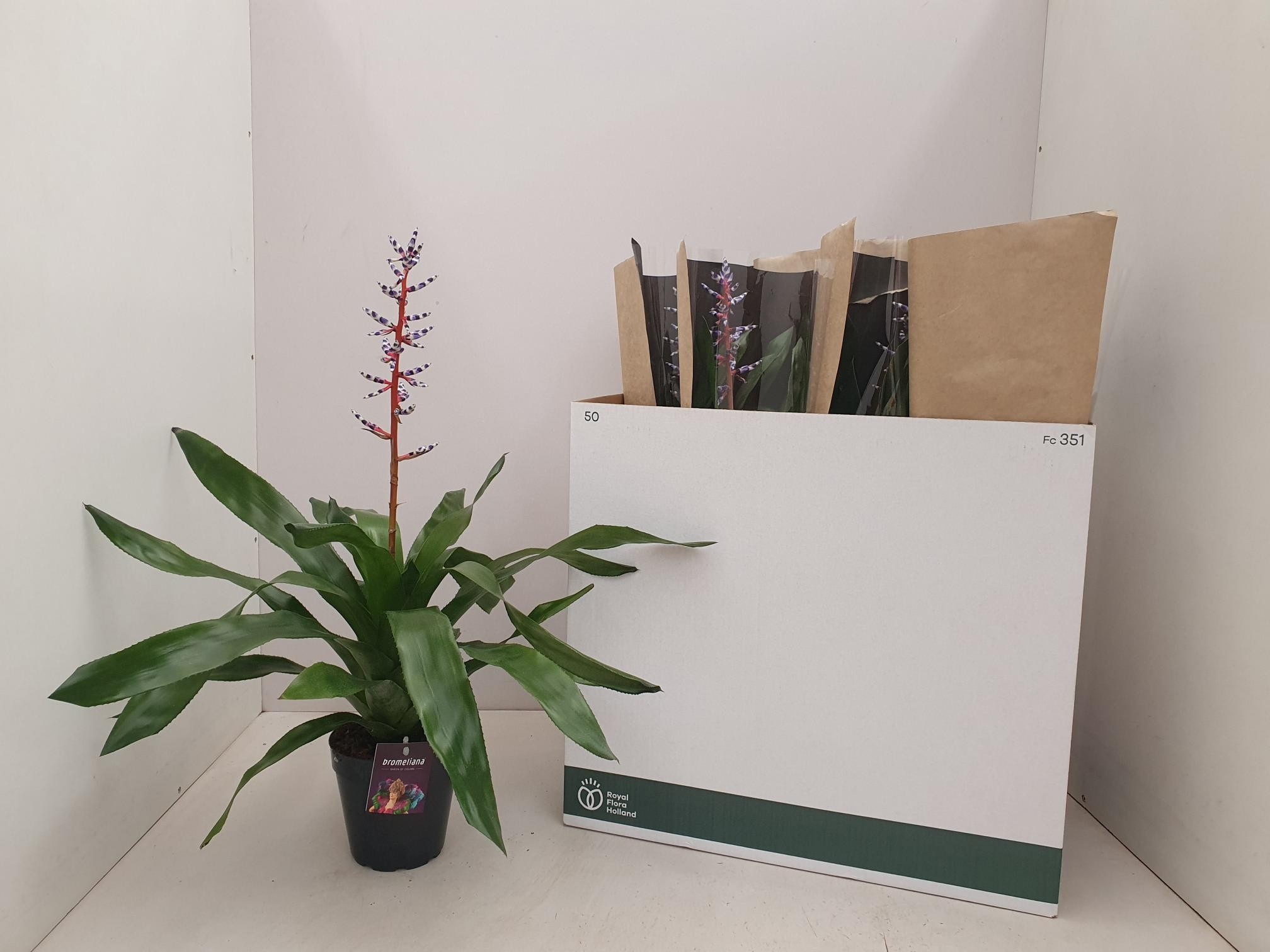 Aechmea 'Blue Rain' - Kokerbromelia