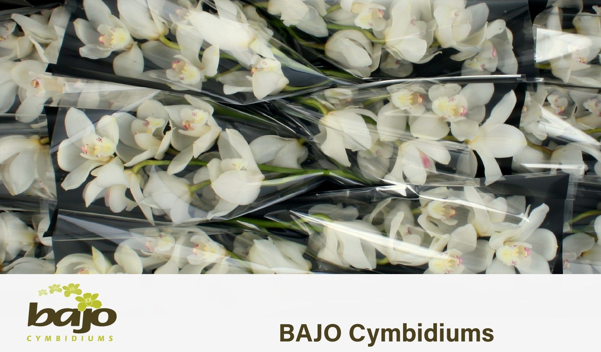 Cymbidium Winterbird Early 5/8bl