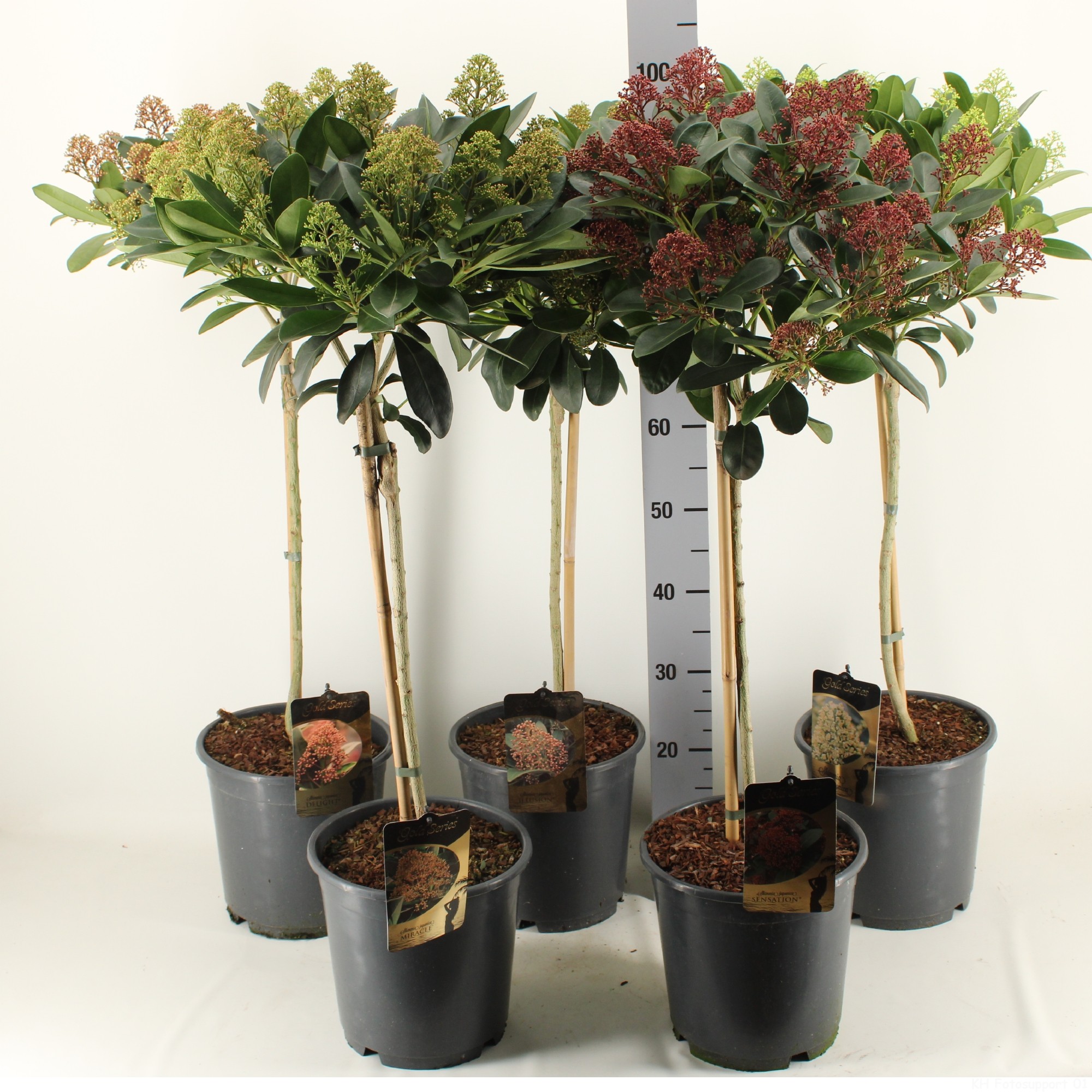 Picture of Skimmia GOLD SERIES P24 (6 Ltr) 50/STD