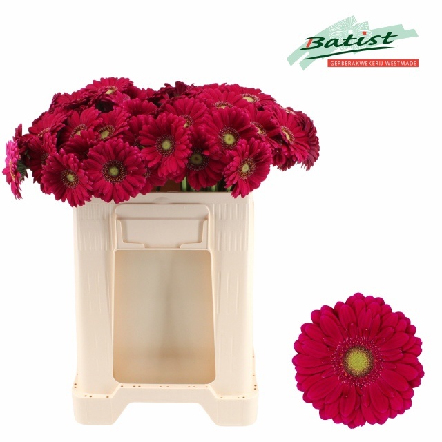 Gerbera Mini Vivian