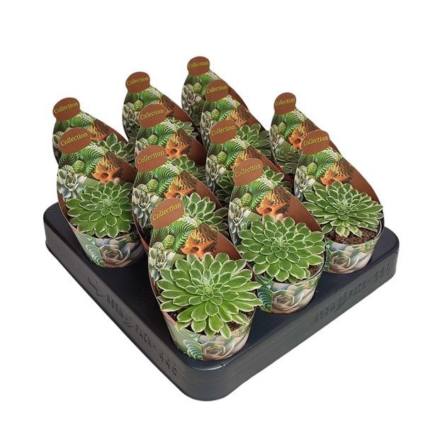 Aeonium overig - Aeonium