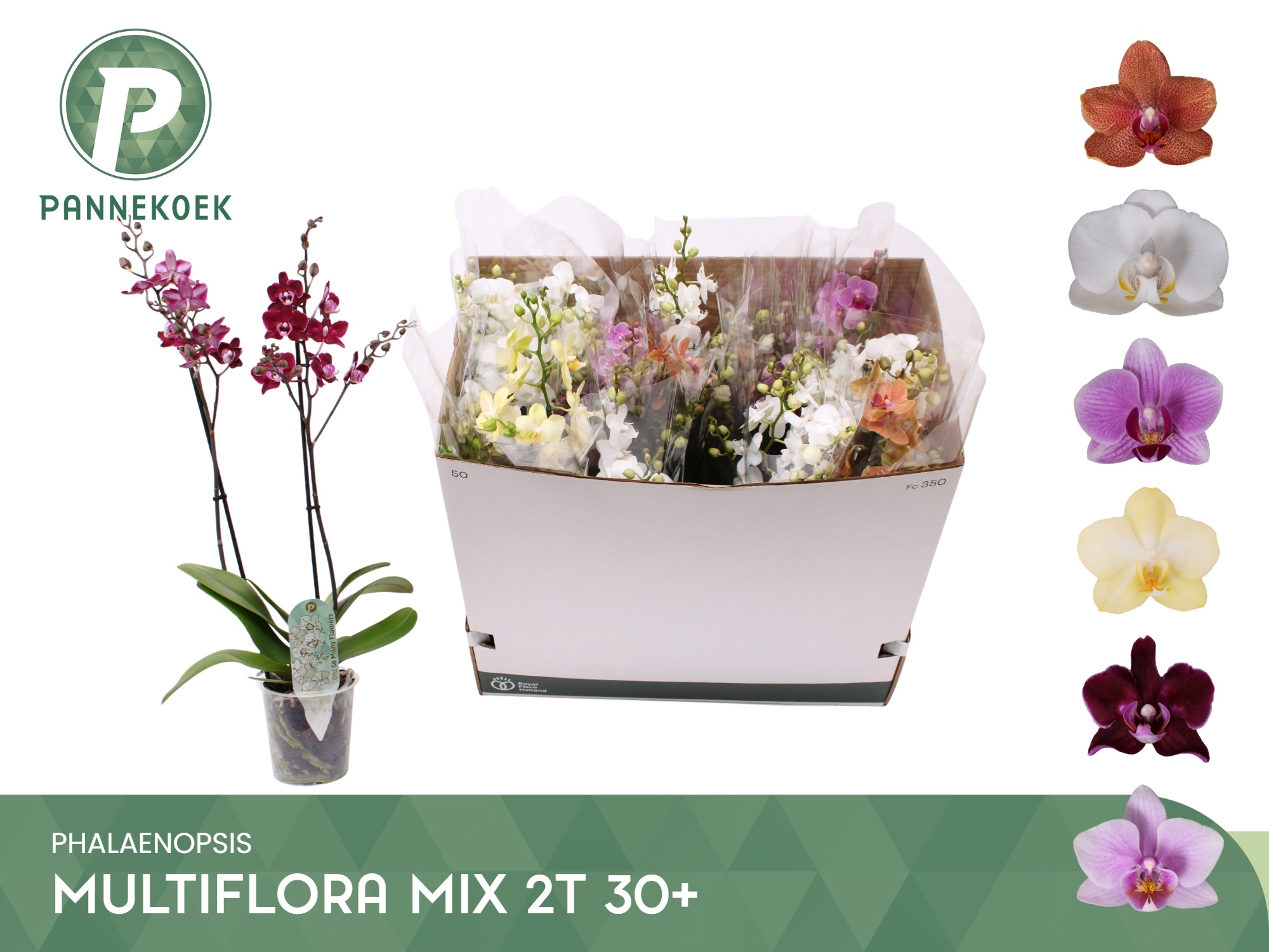 Phal Mf Gem 6 Kl 12P 55H 2TAK 30bloem 23bloei