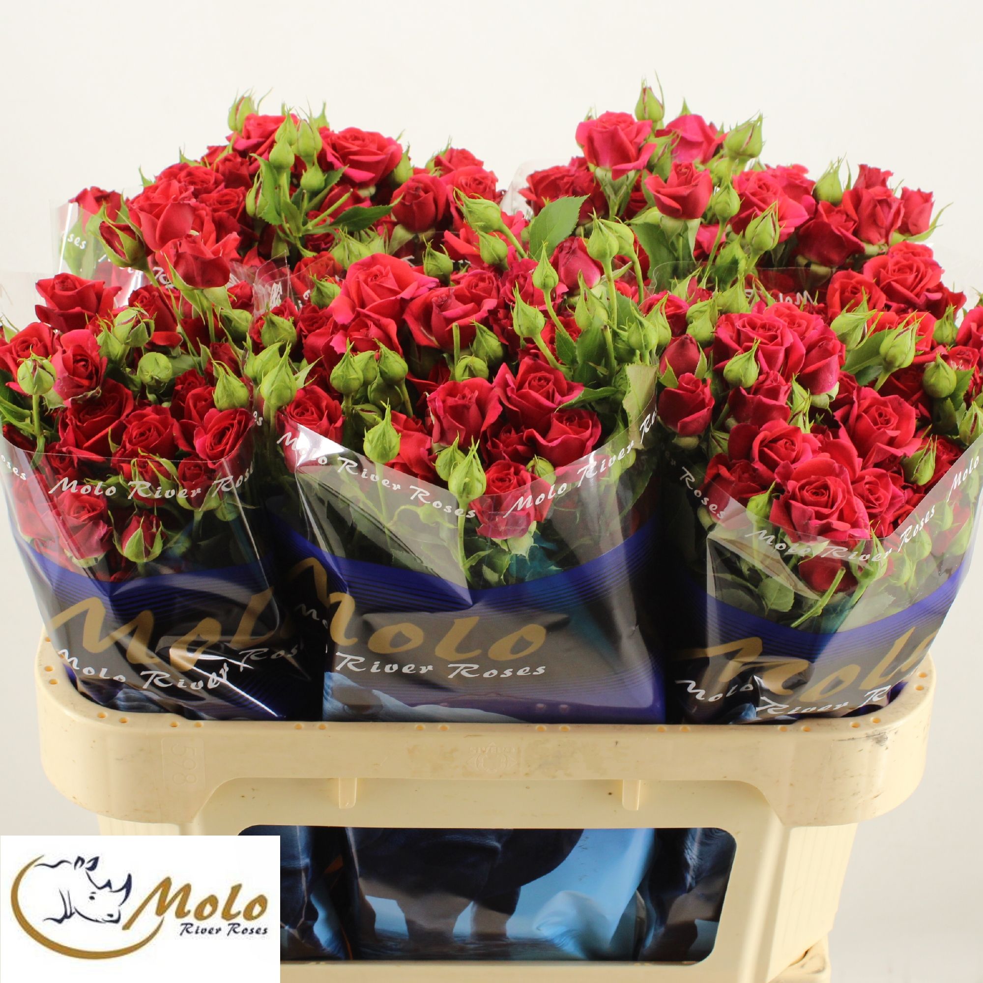 Rosa Spray Mirabel 70cm