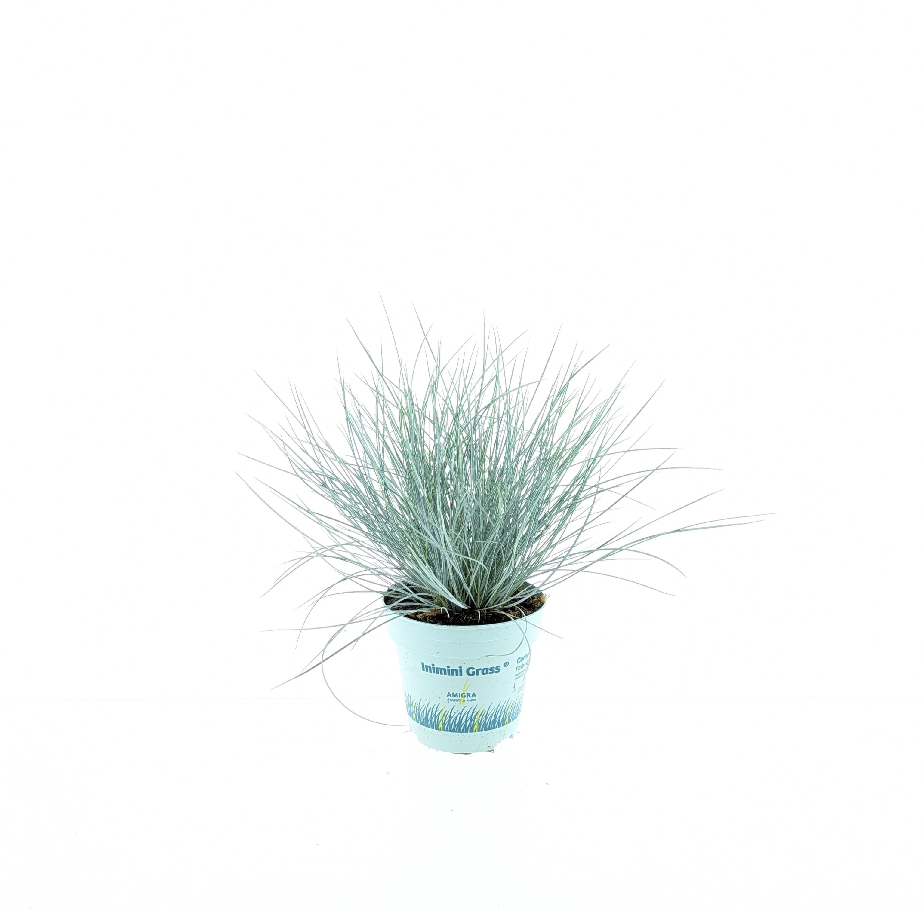 Picture of Festuca glauca CompactA Blue®