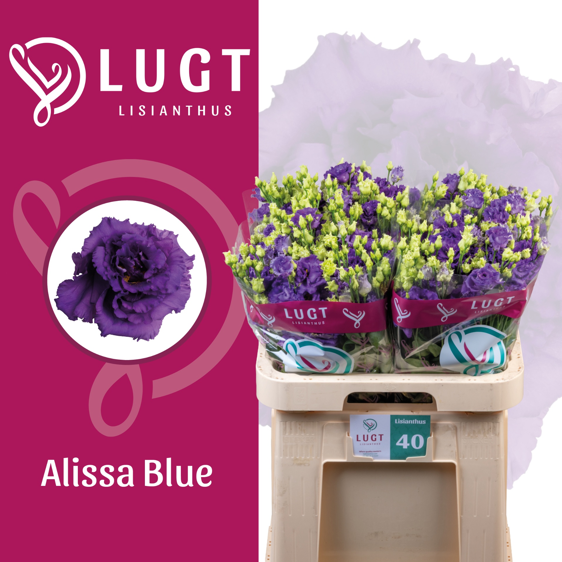 Eus G Alissa Blue 70L.cm 55+knop 24bloei