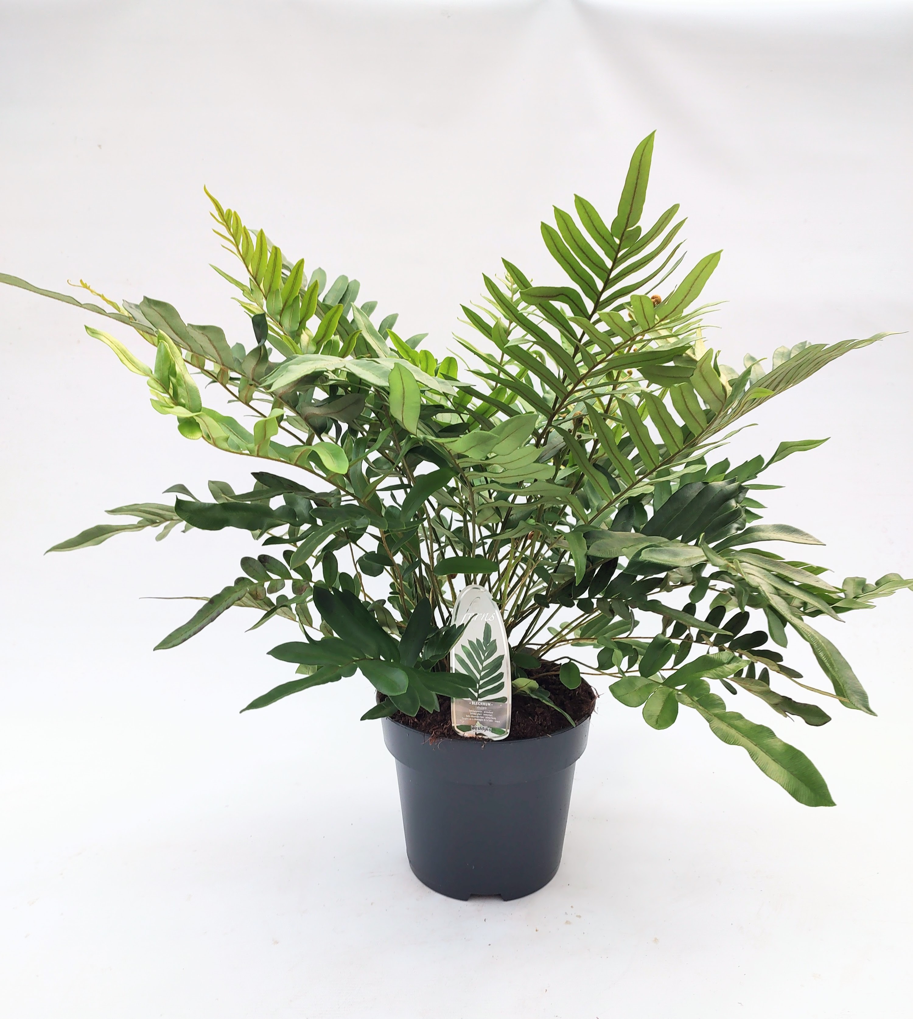 Picture of Blechnum tabulare P23 (5 Ltr) (LOOSE)