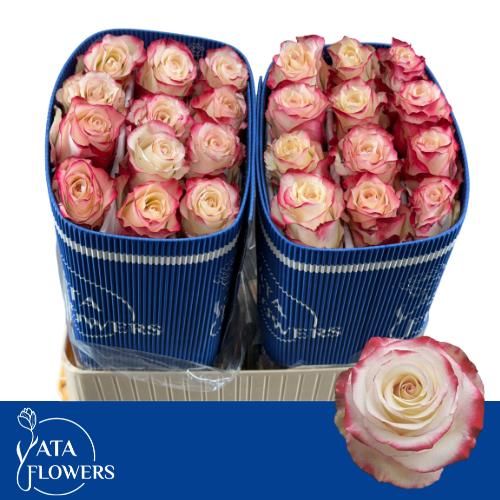 Rosa Sweetnesse 70cm