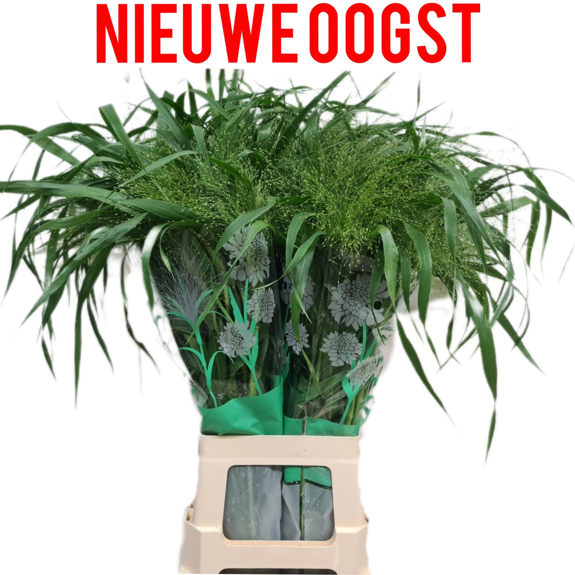 Panicum Fountain 80cm
