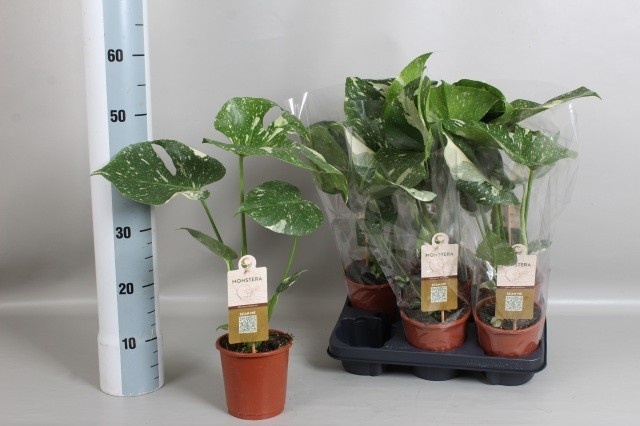 Monstera Del Thai Co 13P 50H 1stek