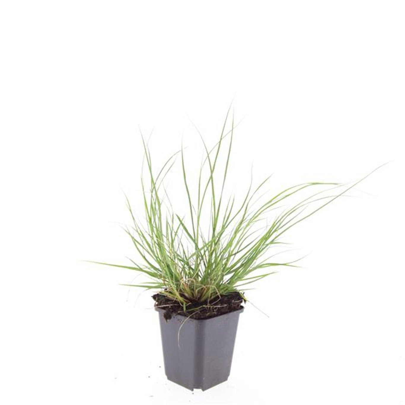 Pennisetum alopecuroides 'Hameln'