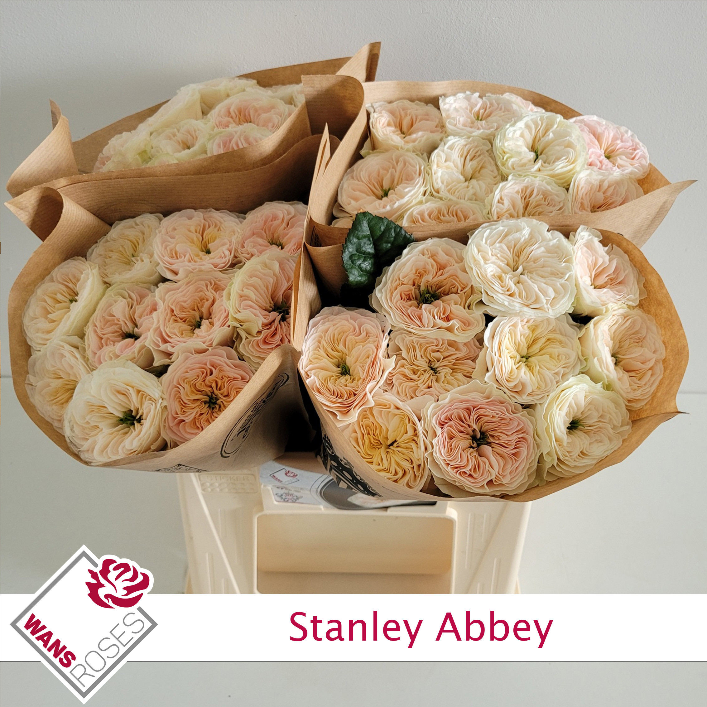 Rosa Garden Stanley Abbey 40cm