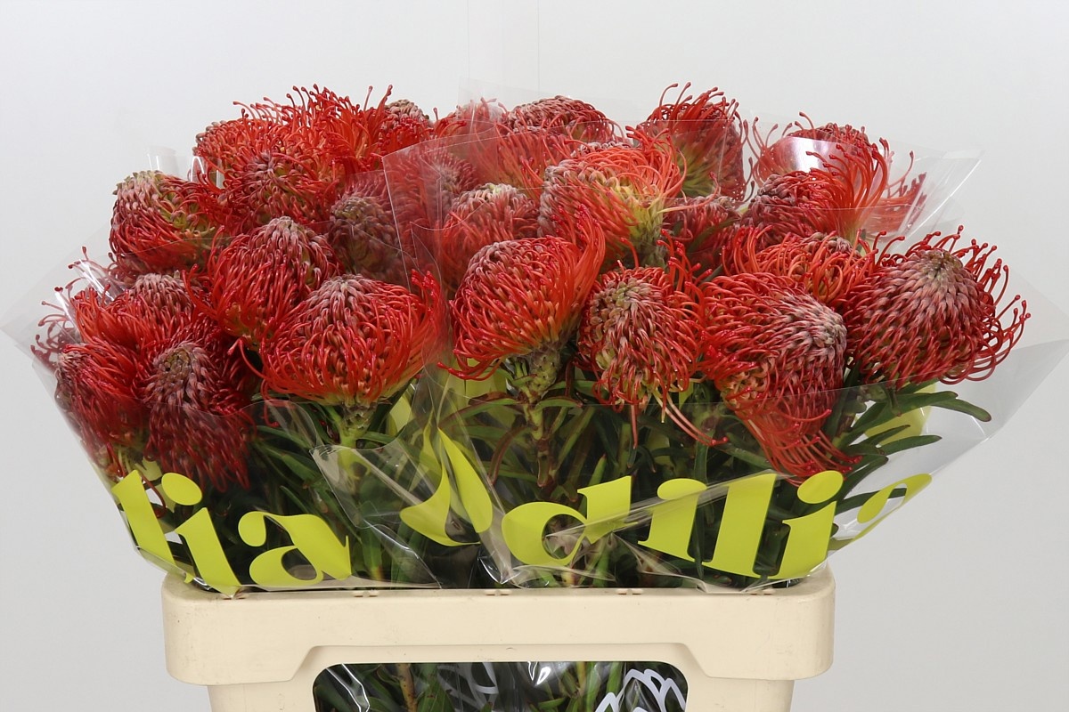 Leucospermum Succession 60cm
