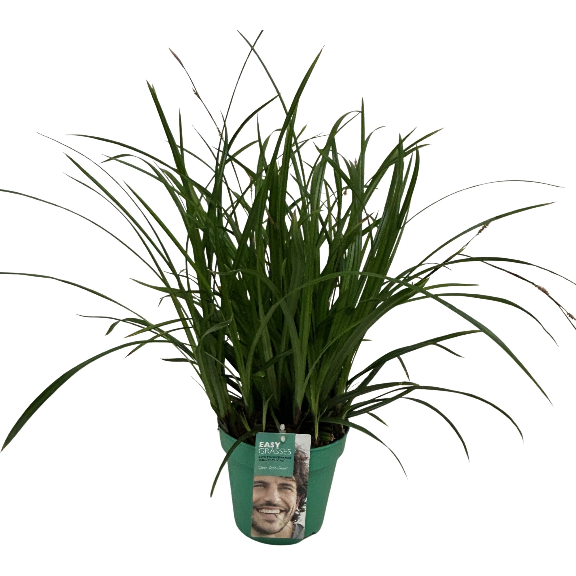 Picture of Carex morrowii Irish Green GROEN