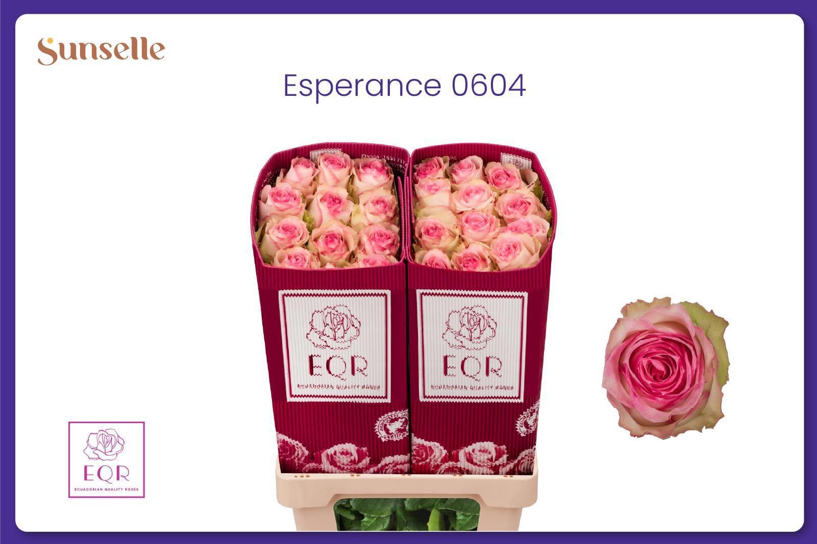 Rosa Esperance 50cm