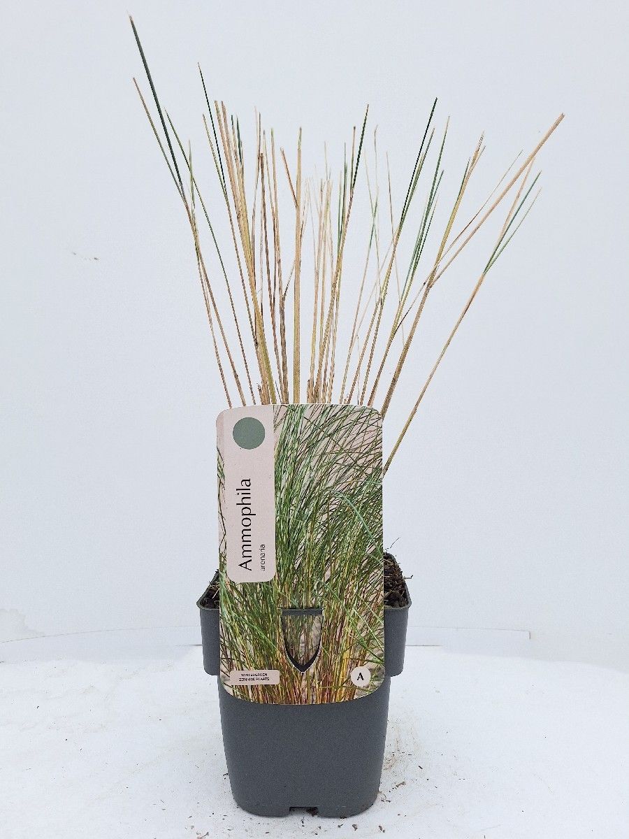Ammophila arenaria