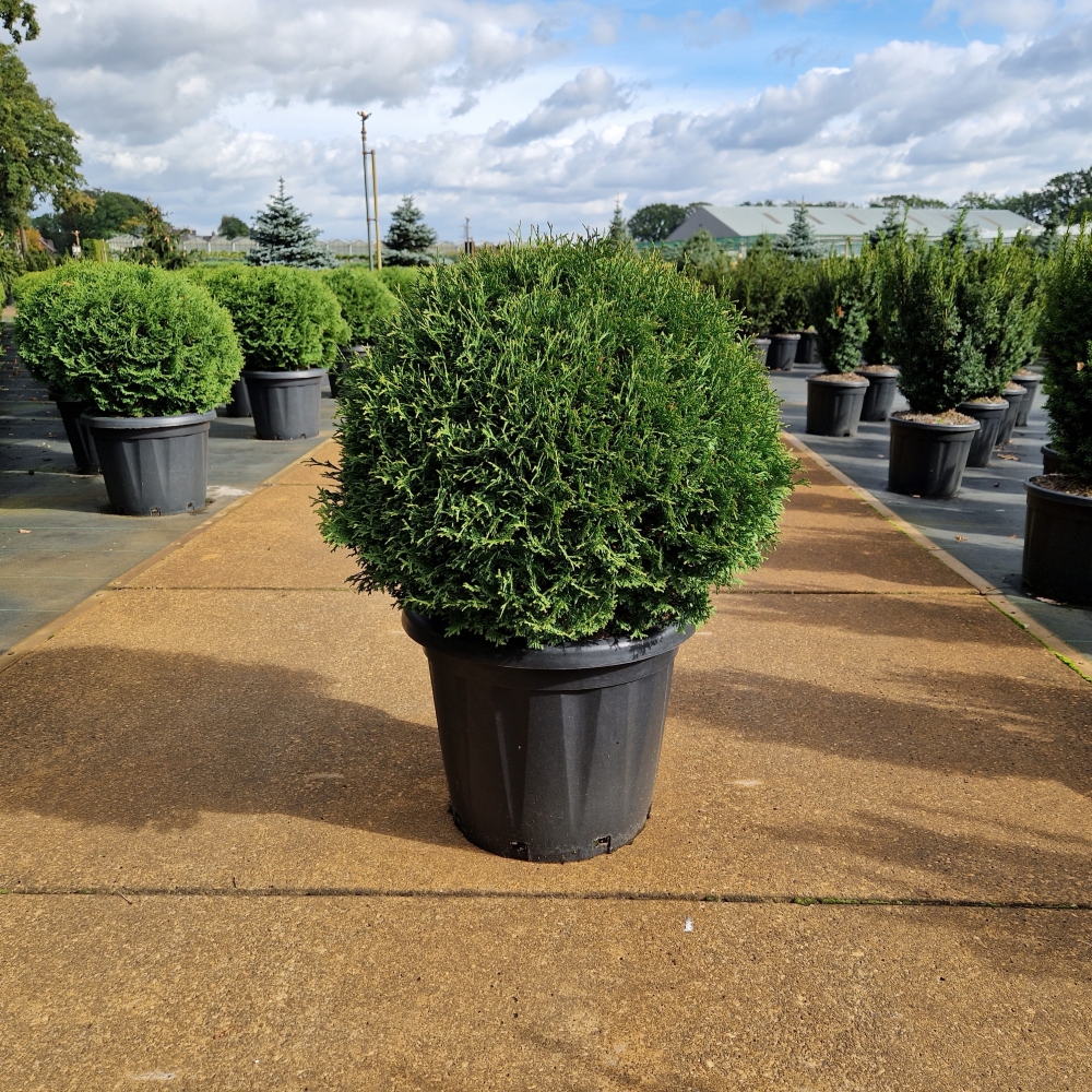 Picture of Thuja occ. Tiny Tim C25 50/55 (LOOSE)