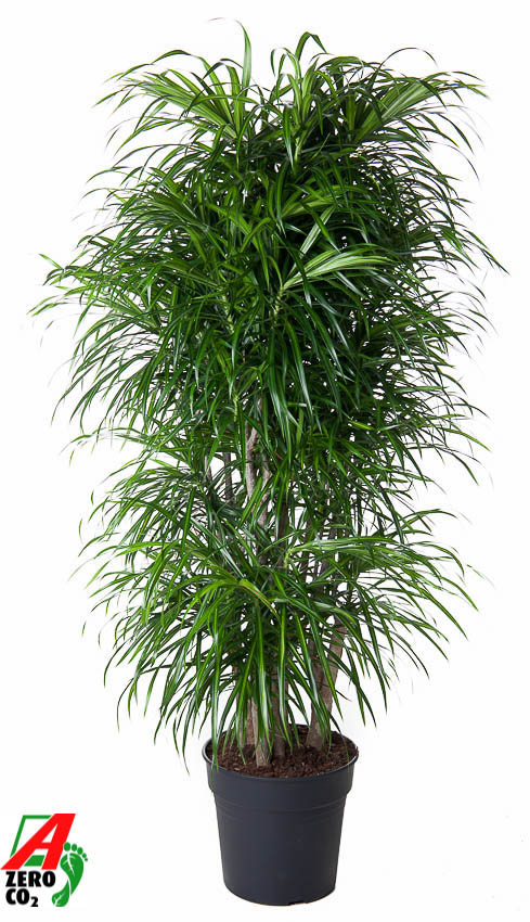 Picture of Dracaena Anita variegata branched P31 140CM (LOOSE)