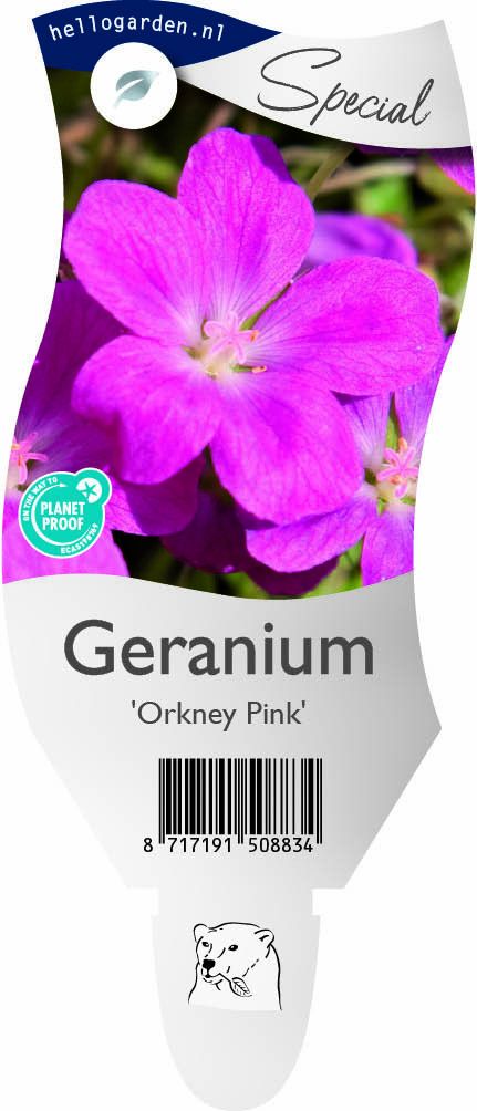 Geranium 'Orkney Pink'