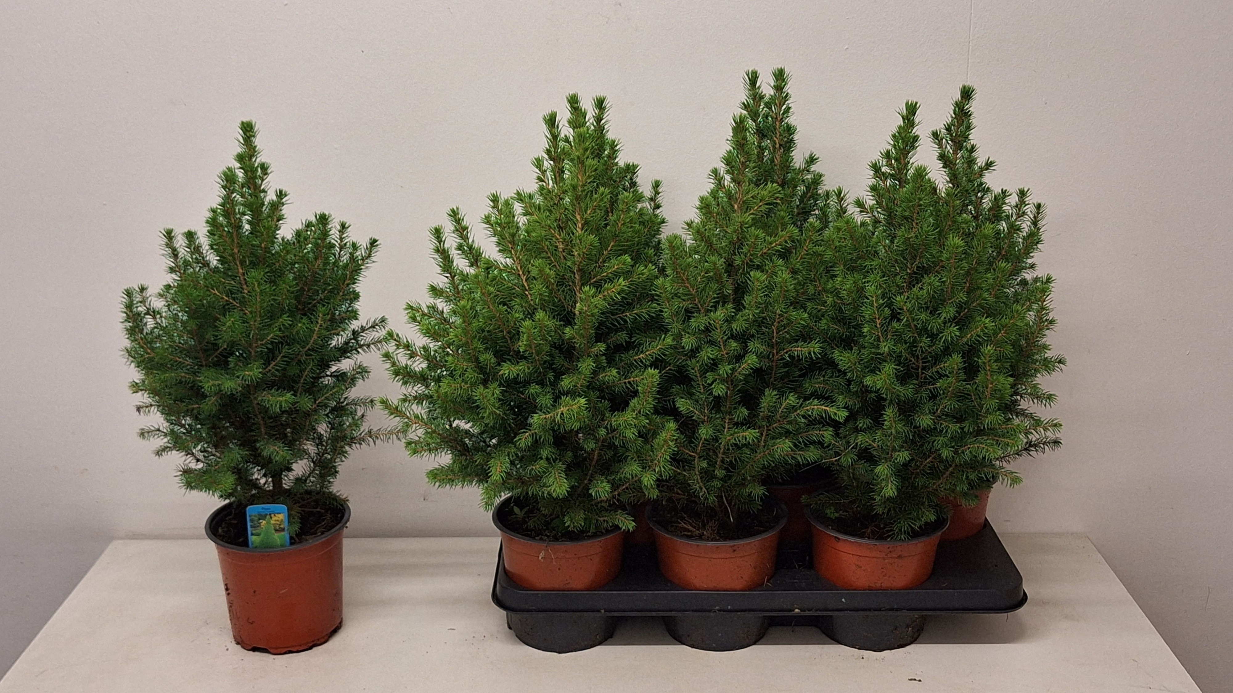 Picea Gl Conica 15P 54H