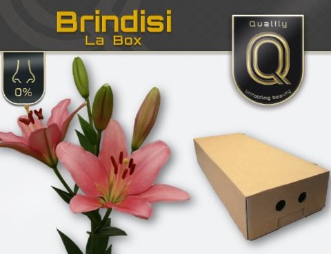 Li La Brindisi