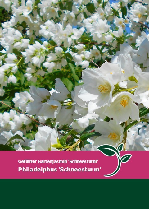 Philadelphus 'Schneesturm'