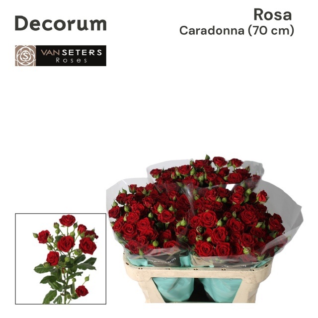 Rosa Spr Caradonna 70cm