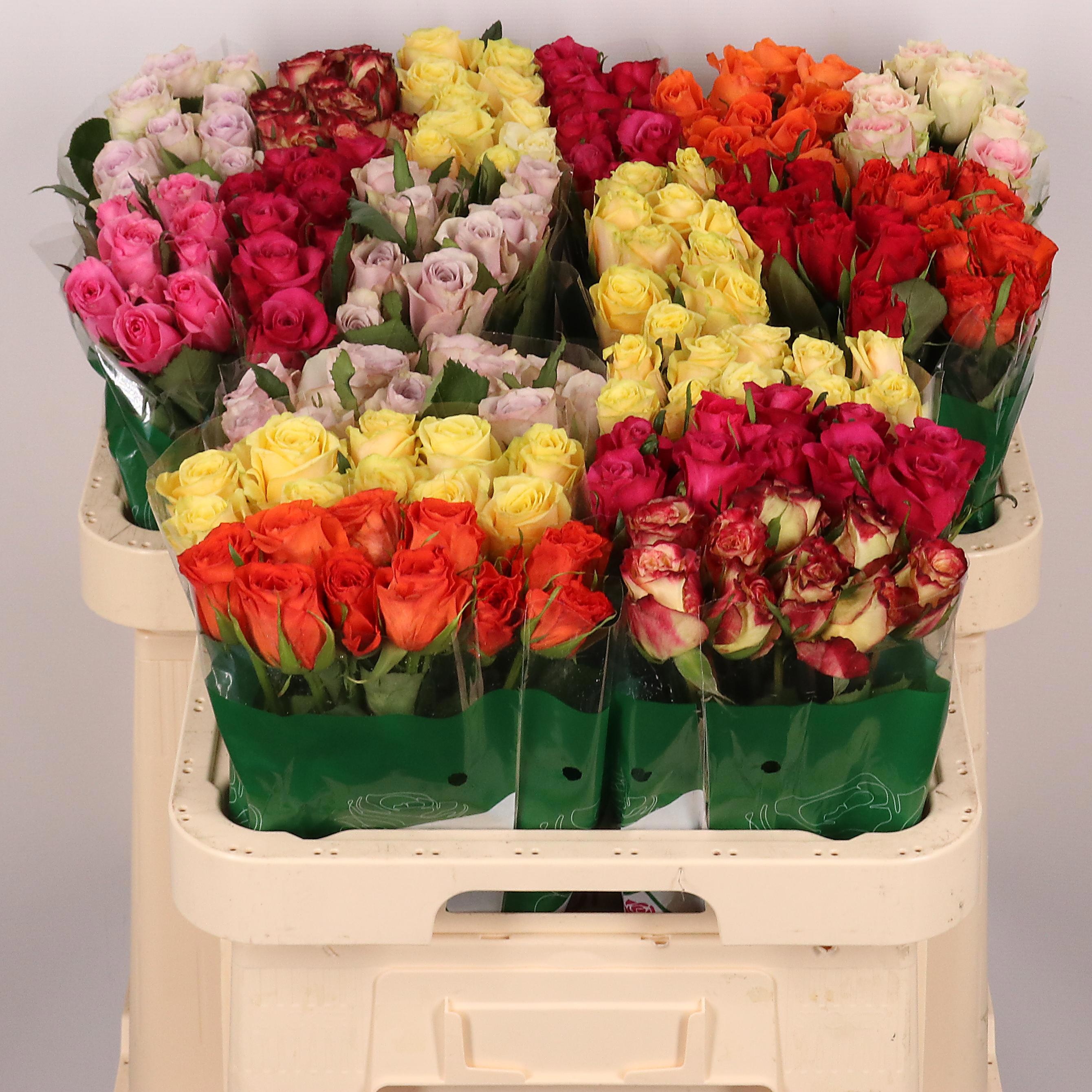Rosa Mixed In Bucket 60cm