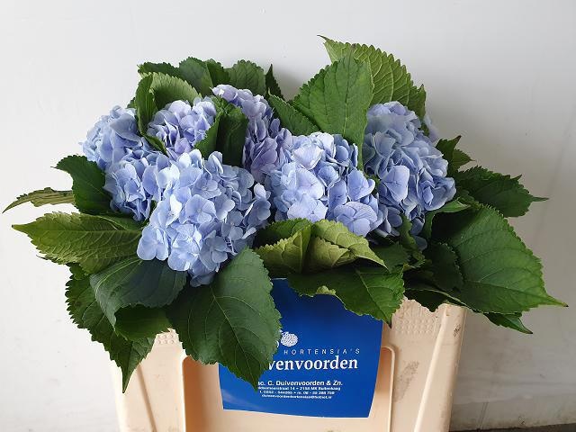 Hydrangea Verena Blue 50cm 14Ø