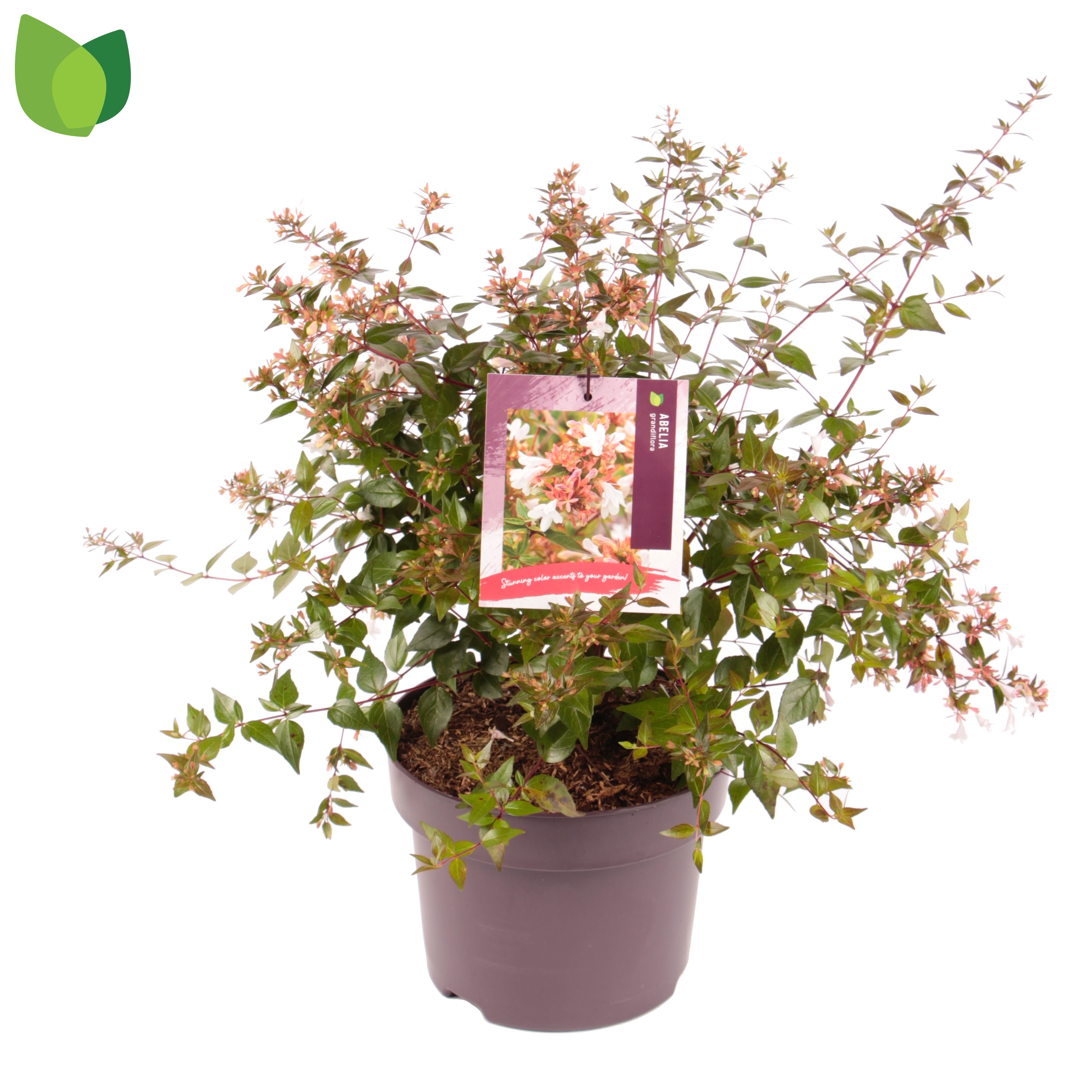 Picture of Abelia grandiflora P23 (5 Ltr) (LOOSE)