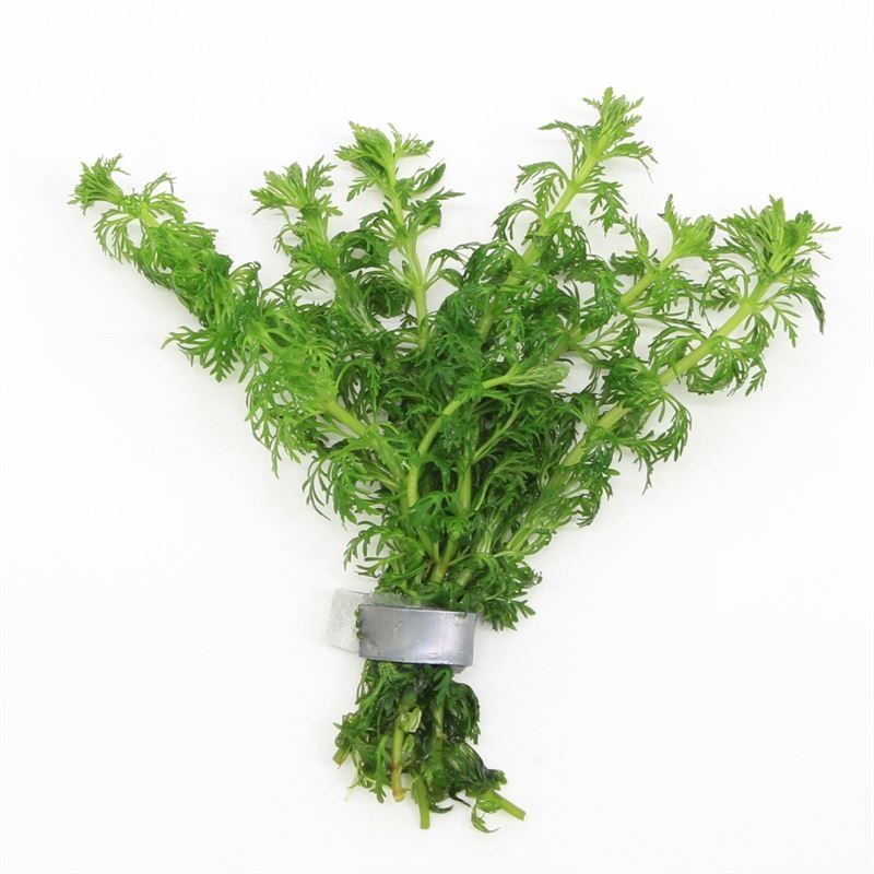Limnophila sessiliflora bos