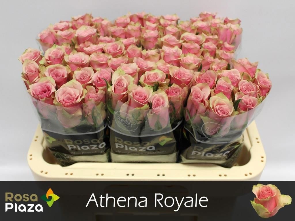 R Gr Athena Royale
