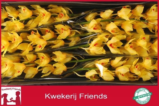 Cymbidium Gold Fleece 12/15bl