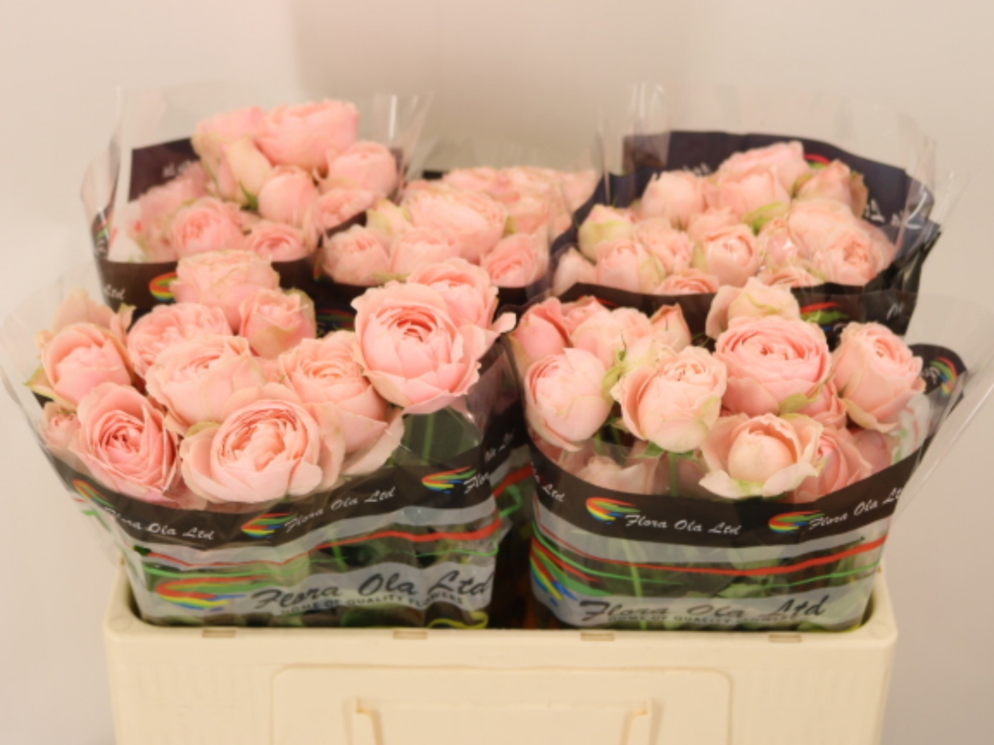 Rosa Spr Silva Sweet+ 50cm