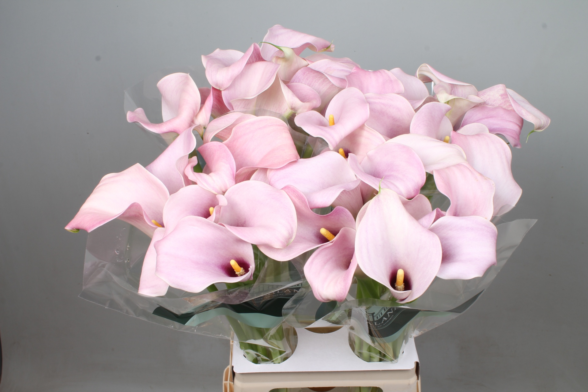Zant Candyfloss 70cm